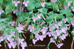 Canscora sanjappae